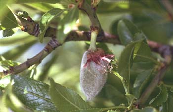 Almendro - Fruto (Prunus dulcis)