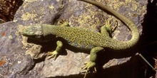 Lagarto ocelado (Lacerta lepida)