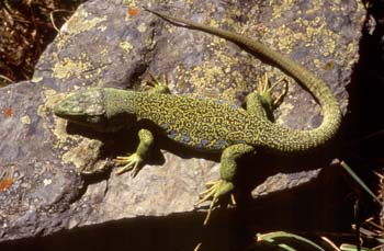 Lagarto ocelado (Lacerta lepida)