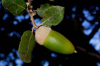 Bellota, Extremadura
