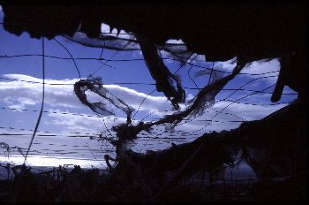 Invernaderos rotos, Canarias