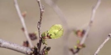 Olmo de Siberia - Frutos (Ulmus pumilla)