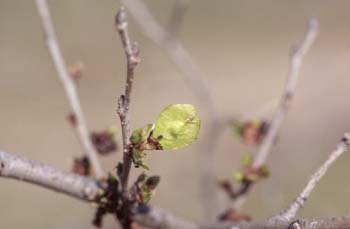 Olmo de Siberia - Frutos (Ulmus pumilla)