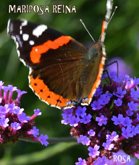 OREJAS DE MARIPOSA  Mediateca de EducaMadrid