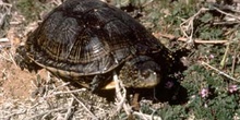 Galápago europeo (Emys orbicularis)
