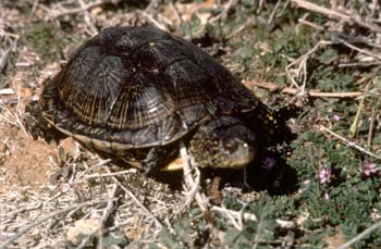 Galápago europeo (Emys orbicularis)