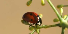 Mariquita (Coccinela septempunctata)