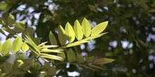 Falsa acacia de Japón - Hoja (Sophora japonica)
