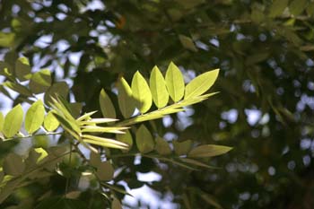 Falsa acacia de Japón - Hoja (Sophora japonica)