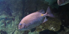 Pez conejo dorado Siganus guttatus (Bloch, 1786)