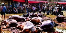 Matanza tradicional de búfalos para festín en funeral, Sulawesi,