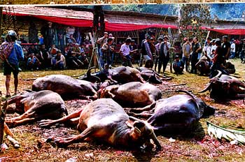 Matanza tradicional de búfalos para festín en funeral, Sulawesi,
