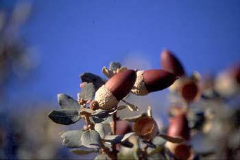 Encina - Bellota (Quercus ilex)