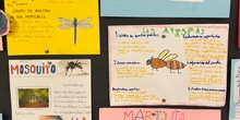 Proyecto Insectos 3ºA_CEIP FDLR_Las Rozas