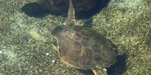 Tortuga boba (Caretta caretta)