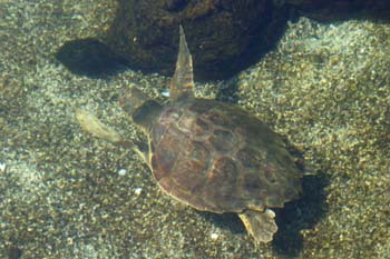 Tortuga boba (Caretta caretta)