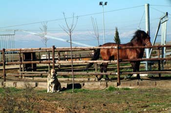 Vallado en Paracuellos del Jarama, Comunidad de Madrid