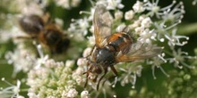 Mosca parásita (Tachina fera)