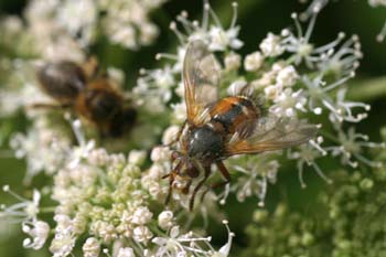 Mosca parásita (Tachina fera)