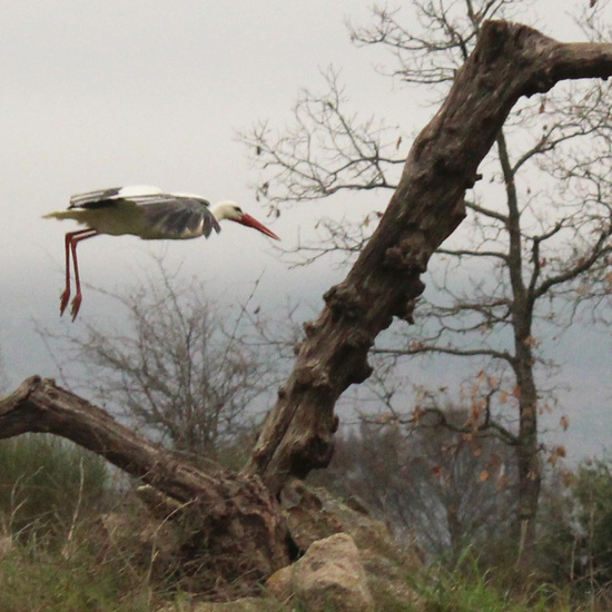 El vuelo del milano real 3