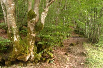 Haya - Bosque (Fagus silvatica)