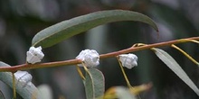 Eucalipto azul - Vaina floral (Eucalyptus globosus)