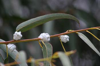 Eucalipto azul - Vaina floral (Eucalyptus globosus)