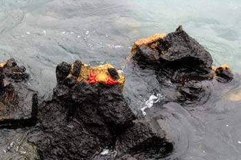 Cangrejo rojo sobre rocas de lava, Ecuador