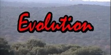 Evolución