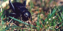 Grillo campestre (Gryllus campestris)