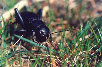 Grillo campestre (Gryllus campestris)