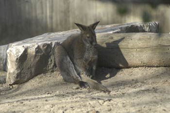 Canguro