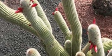 Cleistocactus brookeae