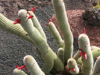 Cleistocactus brookeae