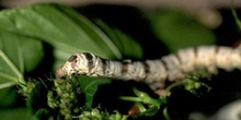 Mariposa de la seda - Oruga (Bombyx mori)