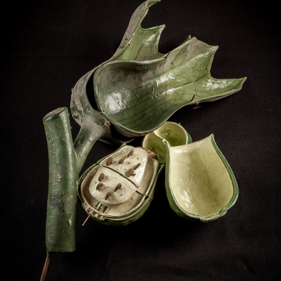 IES_ISABELLACATOLICA_BIOLOGIA_006