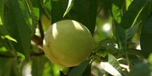 Melocotonero - Fruto (Prunus persica)