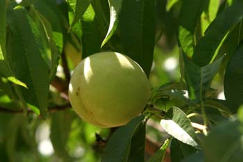 Melocotonero - Fruto (Prunus persica)