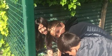 2019_05_Los alumnos de 4º en el Huerto_CEIP FDLR_Las Rozas 38