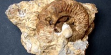 Protogrammoceras paltum (Ammonites) Jurásico