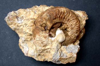 Protogrammoceras paltum (Ammonites) Jurásico