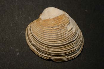 Chamelea gallina (Bivalvo) Plioceno