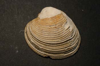 Chamelea gallina (Bivalvo) Plioceno