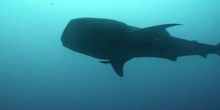 El tiburón ballena