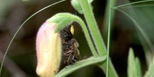 Araña cangrejo (Synaema globosum)