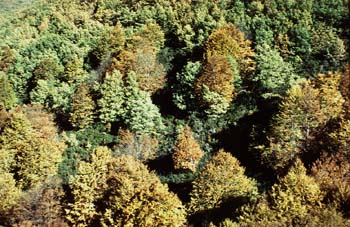 Haya - Bosque (Fagus silvatica)