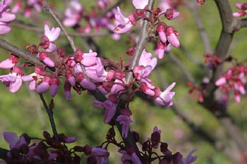 árbol del amor - Flor (Cercis siliquastrum)