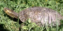 Galápago leproso (Mauremys leprosa)