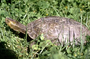 Galápago leproso (Mauremys leprosa)