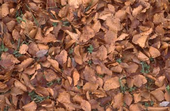 Haya - Suelo (Fagus silvatica)